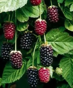 Boysenberry Live Plant Mix Between Raspberry Blackberry Loganberry Dewberry Starter Planter Pot Home Garden Berry - Fruit Tree Live Plant