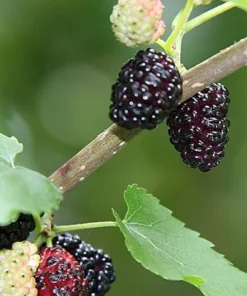 Boysenberry Live Plant Mix Between Raspberry Blackberry Loganberry Dewberry Starter Planter Pot Home Garden Berry - Fruit Tree Live Plant