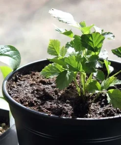 Boysenberry Live Plant Mix Between Raspberry Blackberry Loganberry Dewberry Starter Planter Pot Home Garden Berry - Fruit Tree Live Plant