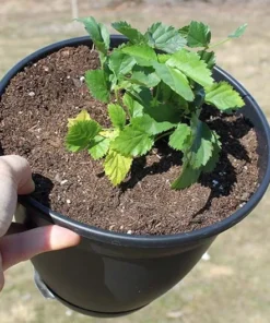 Boysenberry Live Plant Mix Between Raspberry Blackberry Loganberry Dewberry Starter Planter Pot Home Garden Berry - Fruit Tree Live Plant