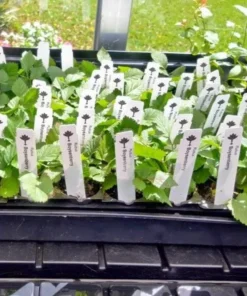 Boysenberry Live Plant Mix Between Raspberry Blackberry Loganberry Dewberry Starter Planter Pot Home Garden Berry - Fruit Tree Live Plant