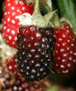 Boysenberry Live Plant Mix Between Raspberry Blackberry Loganberry Dewberry Starter Planter Pot Home Garden Berry - Fruit Tree Live Plant
