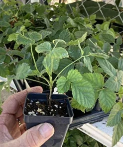 Boysenberry Live Plant Mix Between Raspberry Blackberry Loganberry Dewberry Starter Planter Pot Home Garden Berry - Fruit Tree Live Plant