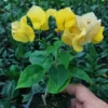 California Gold Bougainvillea Plant - Rooted Cutting - Golden Blooms