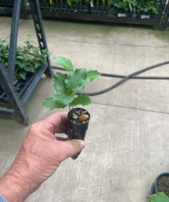 California Live Oak Seedling - Quercus agrifolia - Evergreen Tree Starter Plant