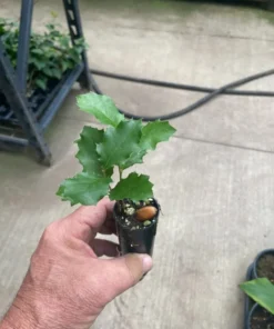 California Live Oak Seedling - Quercus agrifolia - Evergreen Tree Starter Plant