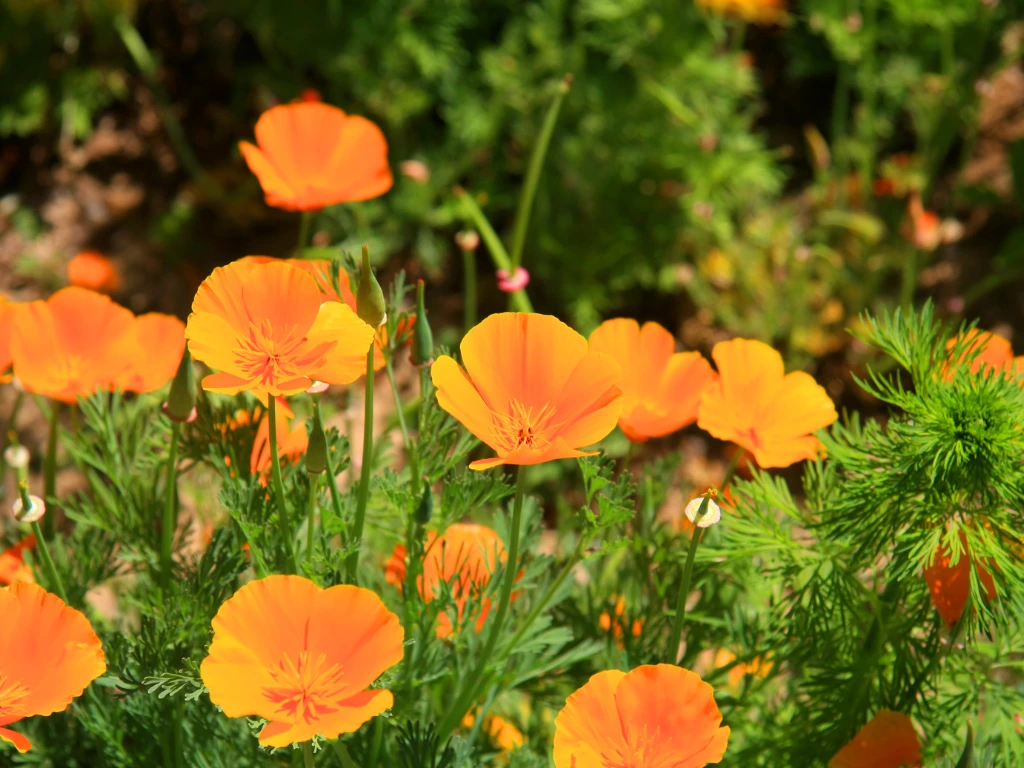 California Poppies