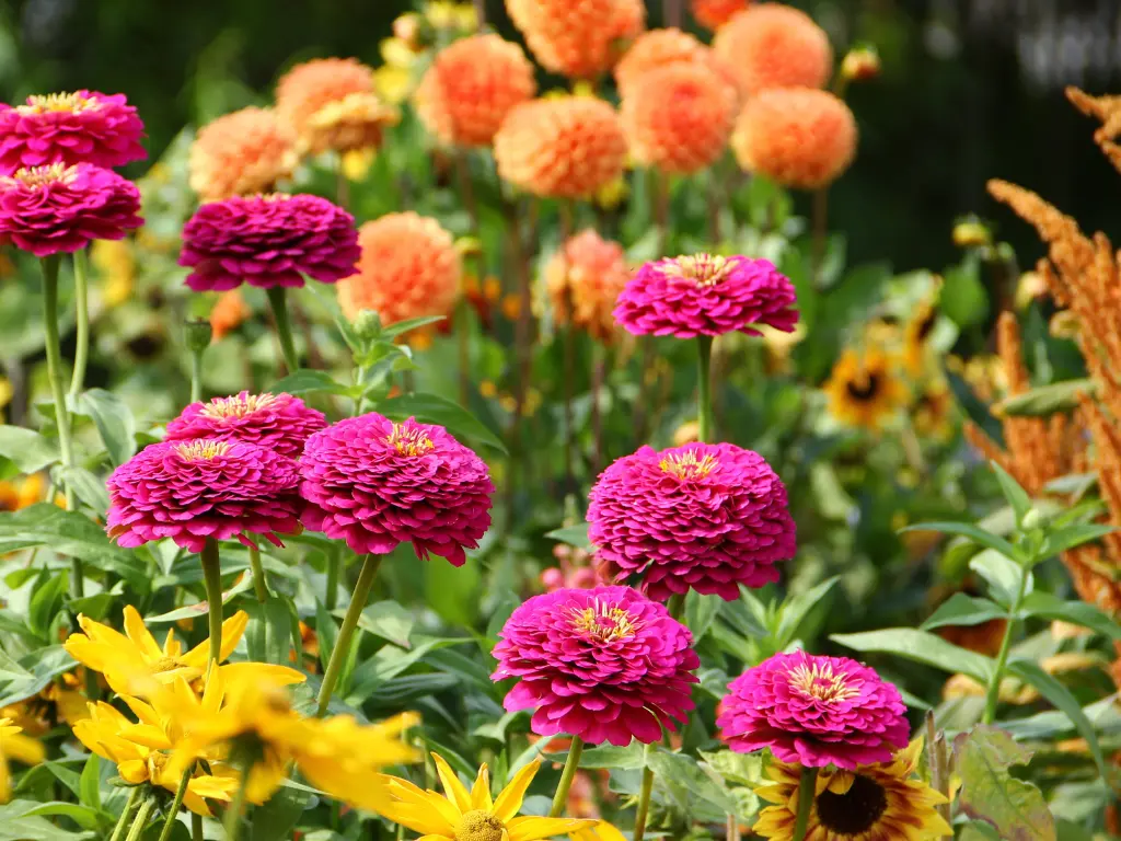 10 Tips for Growing Beautiful Cut Flowers from Seed at Home