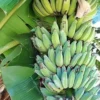 Dwarf Banana Tree - Namwah Banana Plant - Dwarf Banana Plant Live - Live Banana Fruit Plant - Pisang Awak COLD HARDY Live Banana Plant