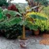 Dwarf Cavendish Banana Tree - Musa Live Plant - Edible Fruit Tree - Green Foliage