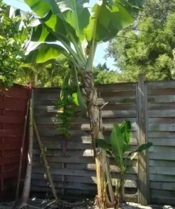 Dwarf Cavendish Banana Tree - Musa Live Plant - Edible Fruit Tree - Green Foliage