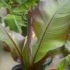 Ensete Maurelii Red Abyssinian Banana Plant - Tropical Accent