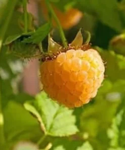 Everbearing Raspberry - Fallgold Raspberry Plant - Rubus Idaeus - Yellow Raspberry - Raspberry Plants Live For Planting - Raspberry Bush