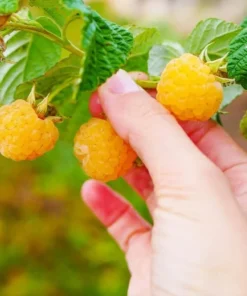 Everbearing Raspberry - Fallgold Raspberry Plant - Rubus Idaeus - Yellow Raspberry - Raspberry Plants Live For Planting - Raspberry Bush