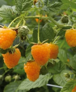 Everbearing Raspberry - Fallgold Raspberry Plant - Rubus Idaeus - Yellow Raspberry - Raspberry Plants Live For Planting - Raspberry Bush