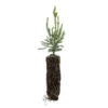Giant Sequoia Redwood Seedling - 5-8 inch Potted Tree - Sequoiadendron giganteum