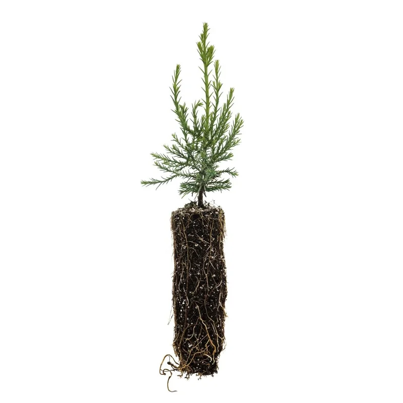 Giant Sequoia Redwood Seedling - 5-8 inch Potted Tree - Sequoiadendron giganteum