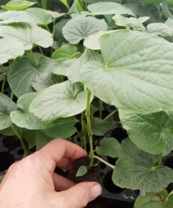 Kava Kava Live Plant - Piper Methysticum 5-8 Inch Starters- Asava Pepper - Rare Plant with Medical Benefits - Live Kava Plant