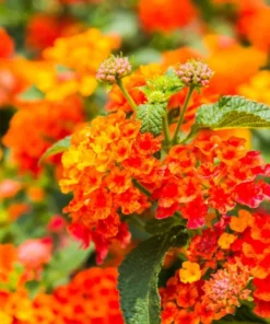 Lantana