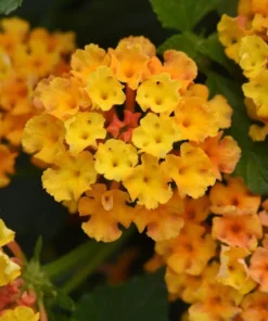 Lantana