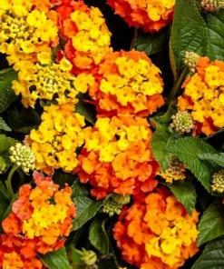 Lantana