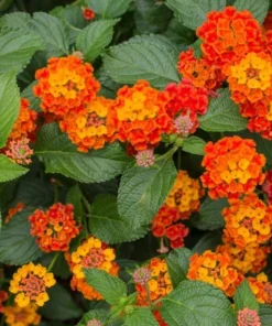 Lantana
