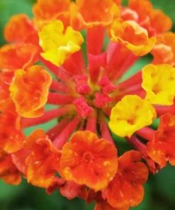 Lantana
