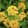 Lantana "Chapel Hill Gold" Live Starter Plants | 4-6 Inches Tall | Pollinator-Friendly, Container-Friendly, Easy Care