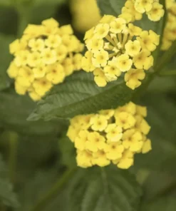 Lantana