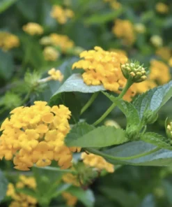 Lantana