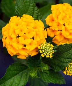 Lantana