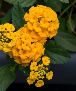 Lantana