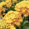 Lantana "Chapel Hill Yellow" Live Starter Plants | 4-6 Inches Tall | Pollinator-Friendly, Ideal for Containers, Low Maintenance