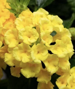 Lantana