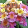 Lantana "Confetti" Live Starter Plants | 4-6 Inches Tall | Attracts Butterflies, Ideal for Containers, Easy Maintenance