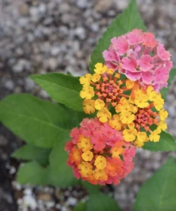 Lantana