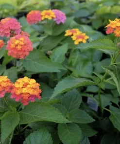 Lantana
