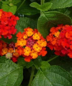 Lantana