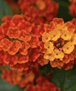 Lantana