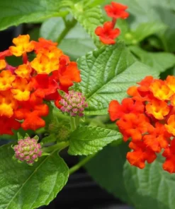 Lantana