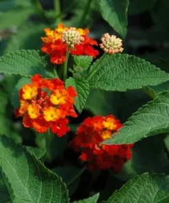 Lantana