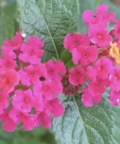 Lantana Plants Live - Carlos Red Pack of 3 Lantana Live Plants for Planting - 4-6 Inches Tall - Attracts Butterflies, Perfect for Containers