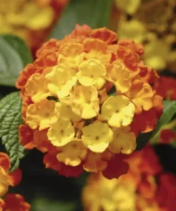 Lantana Plants Live - Fireworks Pack of 3 Lantana Live Plants for Planting - 4-6 Inches Tall - Attracts Butterflies, Perfect for Containers
