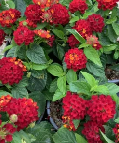 Lantana Plants Live - Frans Red Pack of 3 Lantana Live Plants for Planting - 4-6 Inches Tall - Attracts Butterflies, Perfect for Containers