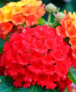 Lantana Plants Live - Frans Red Pack of 3 Lantana Live Plants for Planting - 4-6 Inches Tall - Attracts Butterflies, Perfect for Containers