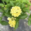 Lantana Plants Live - Lemon Drop Pack of 3 Lantana Live Plants for Planting - 4-6 Inches Tall - Attracts Butterflies, Perfect for Containers