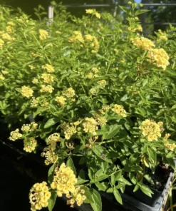 Lantana Plants Live - Lemon Drop Pack of 3 Lantana Live Plants for Planting - 4-6 Inches Tall - Attracts Butterflies, Perfect for Containers
