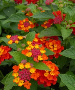 Lantana Plants Live - Red Spread Pack of 3 Lantana Live Plants for Planting - 4-6 Inches Tall - Attracts Butterflies, Perfect for Containers