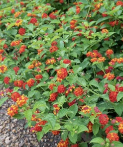 Lantana Plants Live - Red Spread Pack of 3 Lantana Live Plants for Planting - 4-6 Inches Tall - Attracts Butterflies, Perfect for Containers