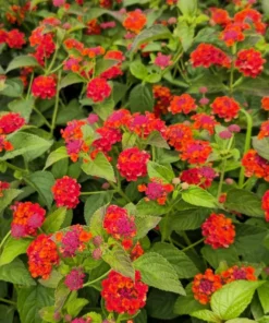 Lantana Plants Live - Red Spread Pack of 3 Lantana Live Plants for Planting - 4-6 Inches Tall - Attracts Butterflies, Perfect for Containers